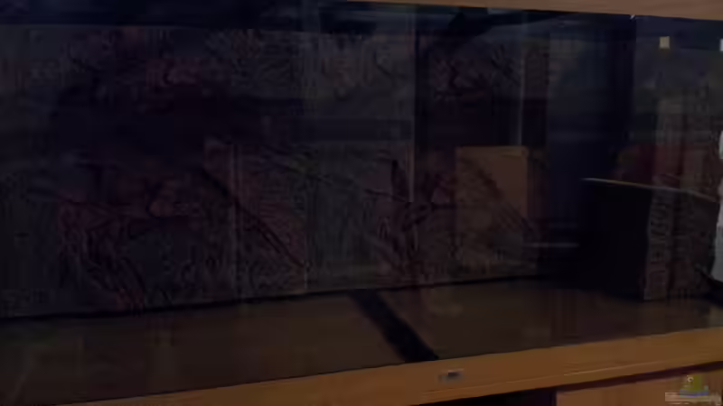 Rückwand eingeklebt von Hans Lonzeck (5)