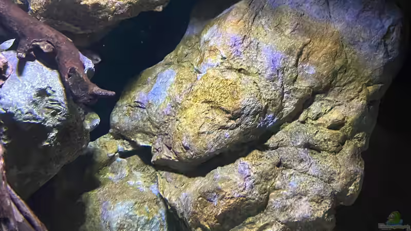 Rückwand-Elemente von Fab! (7)