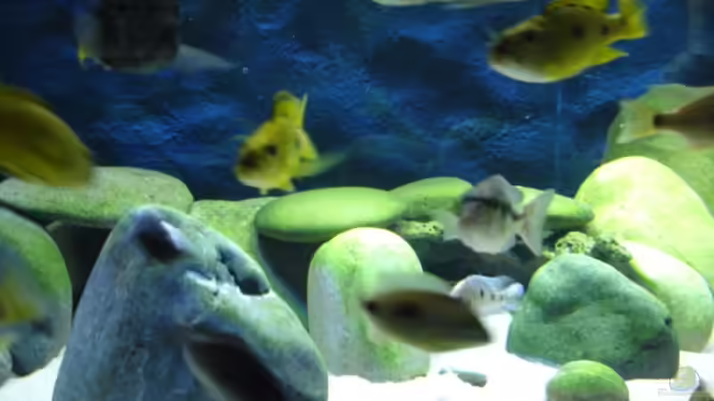 Rückwand fertig von Renè Rupf (23)