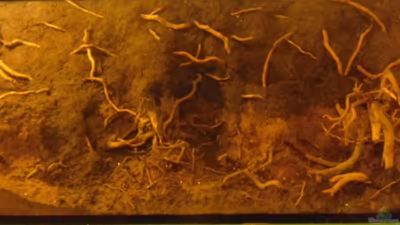 Rückwand gesamt von gkr123 (26)