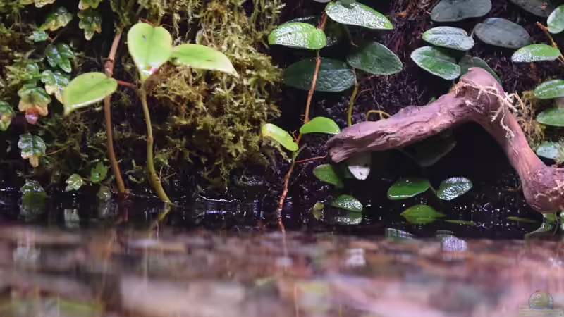 Begonia im Terrarium pflegen (Terrariumbeispiele für Schiefblatt)