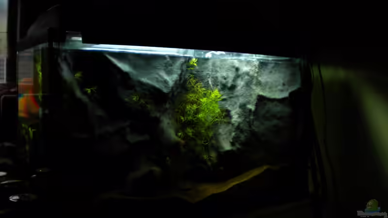 Rückwand mit Hornkraut von Herki (14)