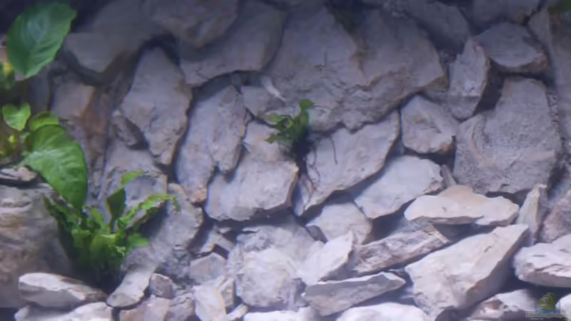 Rückwand mit Javafarn noch ohne die Amazonas von Aquamichel (14)