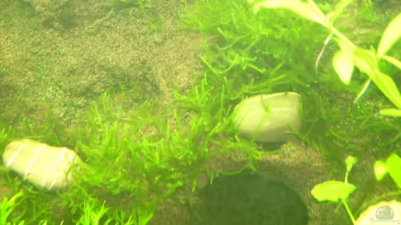 Rückwand mit Moos von Belvina (17)