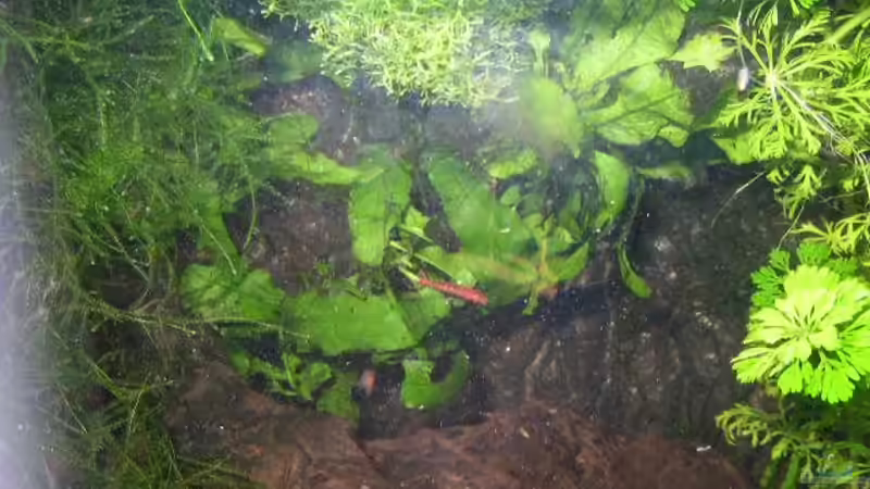 Rückwand mit Pflanzen von Graf (5)