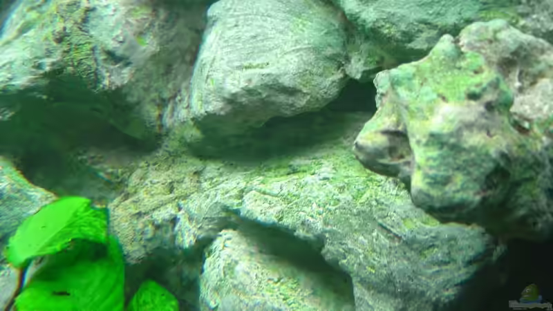 Rückwand nach 3 Monaten. Algen machen sich endlich breit... von Dennis Kremer (8)