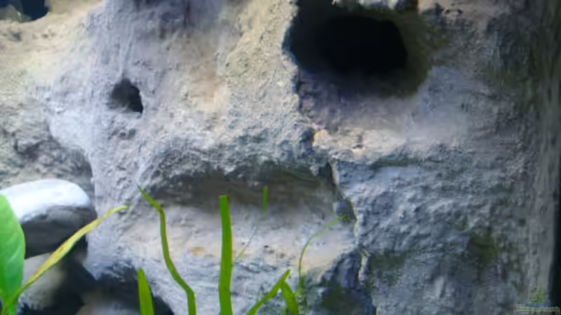 Rückwand nach Neueinrichtung von wadde (19)