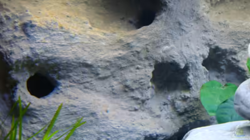 Rückwand nach Neueinrichtung von wadde (20)