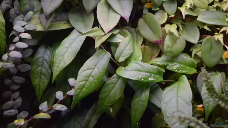 Rückwand Pflanzen Ficus sagitatta von Junglist (32)