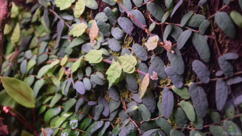 Rückwand Pflanzen von Junglist (34)