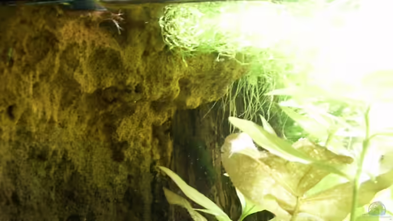 Rückwand Uferbereich mit ??berhang von Dschinn (42)