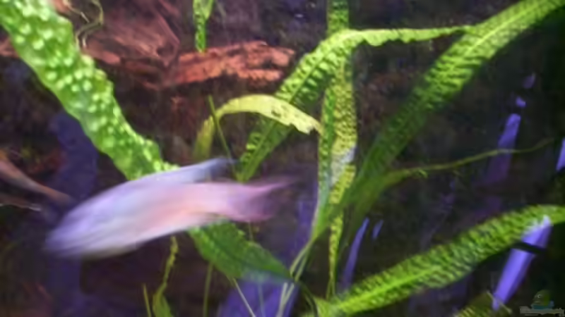 Rückwand und Cryptocoryne Aponogetifolia von schmitzkatze (4)