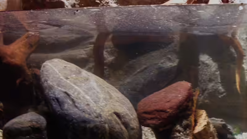 Rückwand und Details im Wasser... von Falk (13)