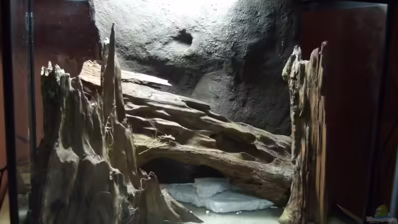 Rückwand und Mangrovenwurzeln von Alex Stark (5)