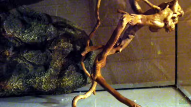 Rückwand und Wurzel,oberes Becken von Falk (24)