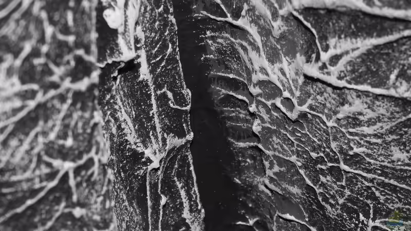 Rückwand von da Dida (11)