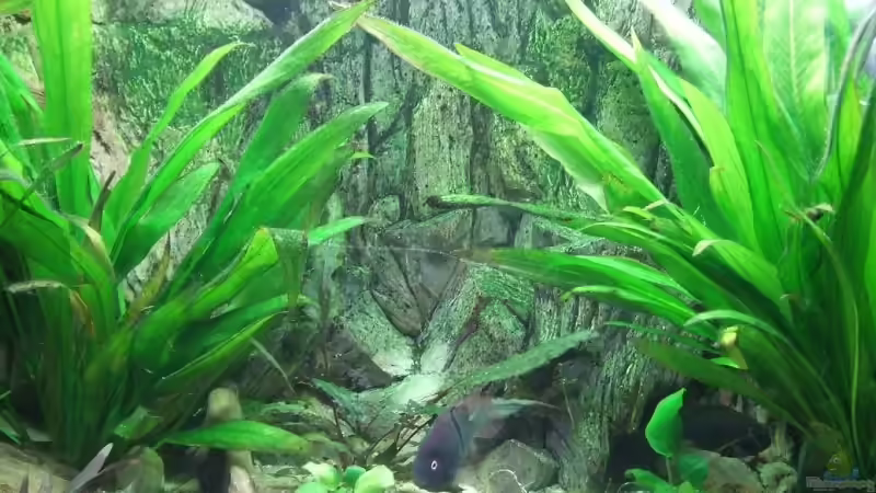 Rückwand von Melanie Burkhard (7)