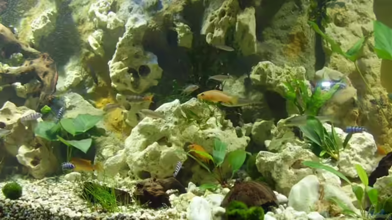 Rückwand von Peters Laden (21)