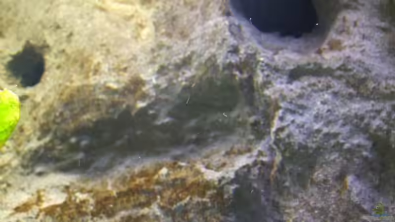 Rückwand von wadde (22)