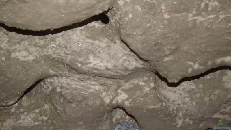 Rückwand von wadde (31)