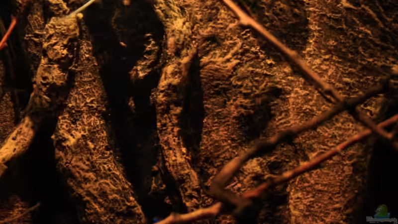 Rückwand von ´Wagner´ und ??ste von Florian Bandhauer (19)