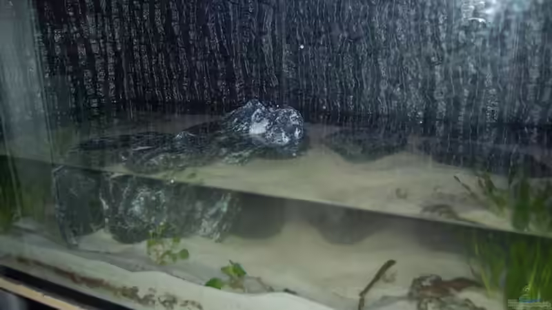 Rückwand wurde an Seite und Rückwand geklebt von Calimero (6)