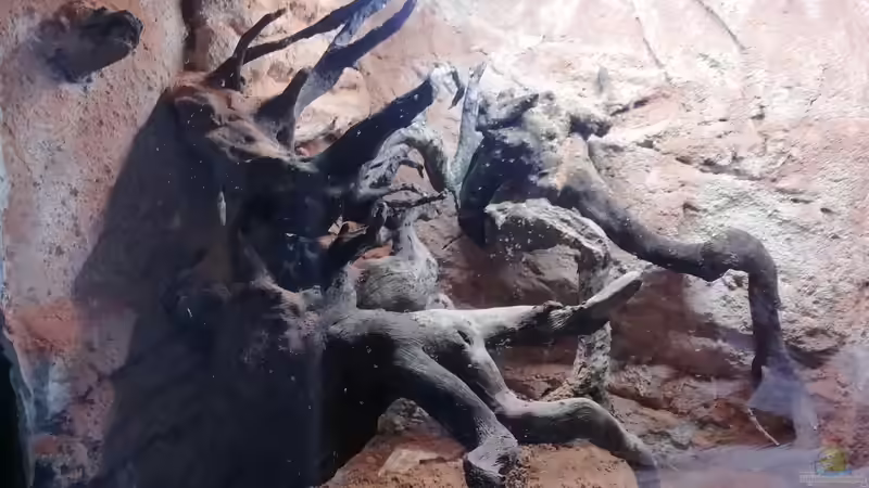 Rückwandausschnitt von - Stephen - (4)