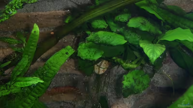 Rückwandbepflanzung m. Anubia von Werner Müller (12)