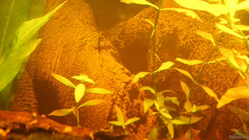 Rückwanddetail links 28.05.2012 von Südamerikafreak BK (10)