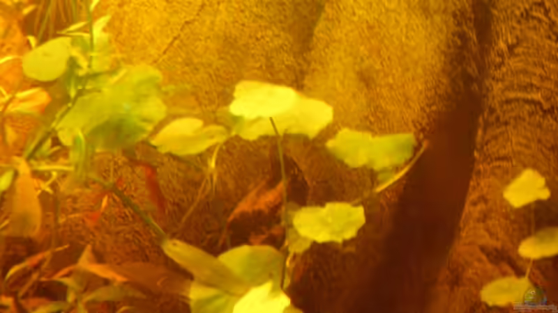 Rückwanddetail rechts 28.05.2012 von Südamerikafreak BK (9)