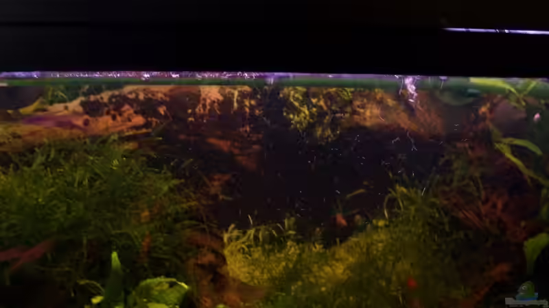 Rückwandfolie mit Wurzeln und Moos und Garnelen von Thomas Zips (4)