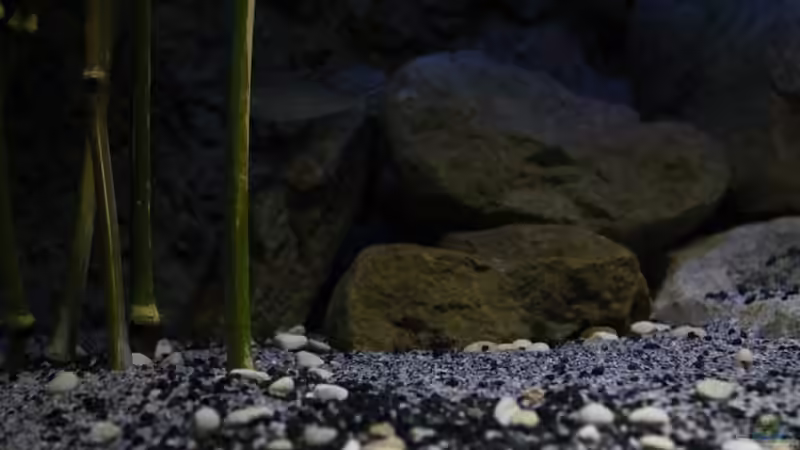 Rückzugsangebote von The Pictus catfish (8)