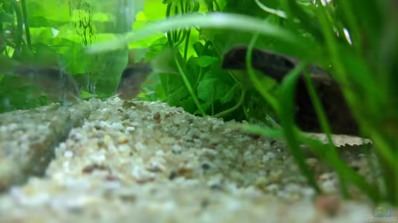 Rückzugsort (15.06.2020) von Ameisenalex (64)