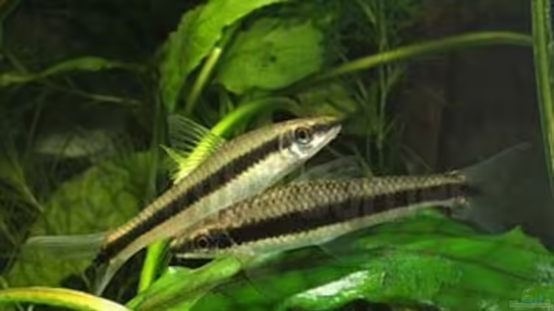 Rüsselbarbe  von Cristian Bayerl (5)