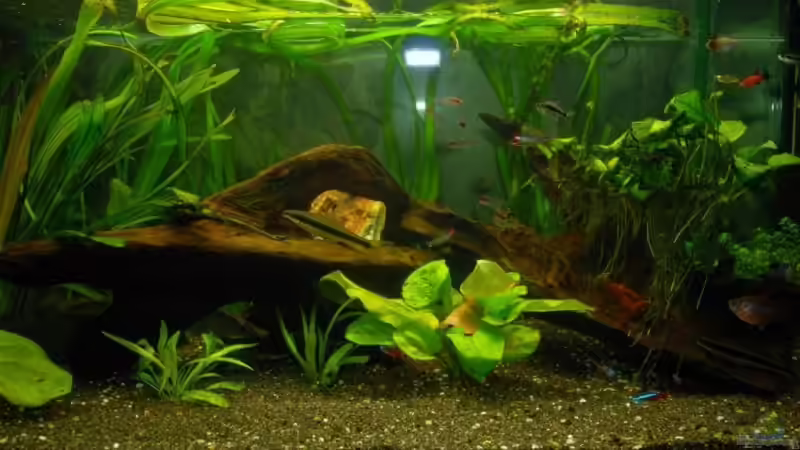Rüsselbarbe und andere von Verkaufe mein Aquarium (8)