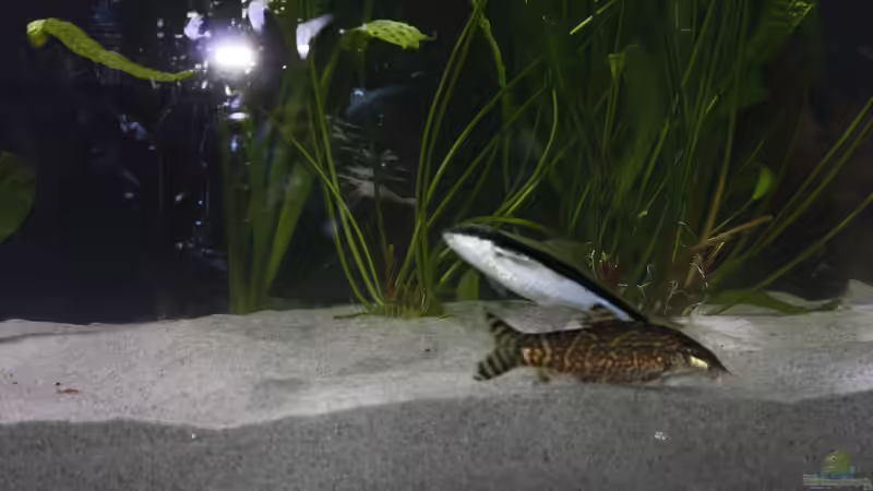 Rüsselbarbe und Netzschmerle von Fishers Friend (28)