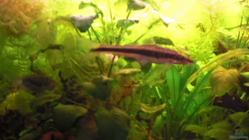 Rüsselbarbe (verstorben) von Dominik (22)