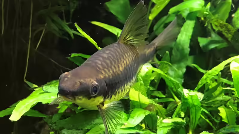 Rüsselbarbe von Der Nicky (81)