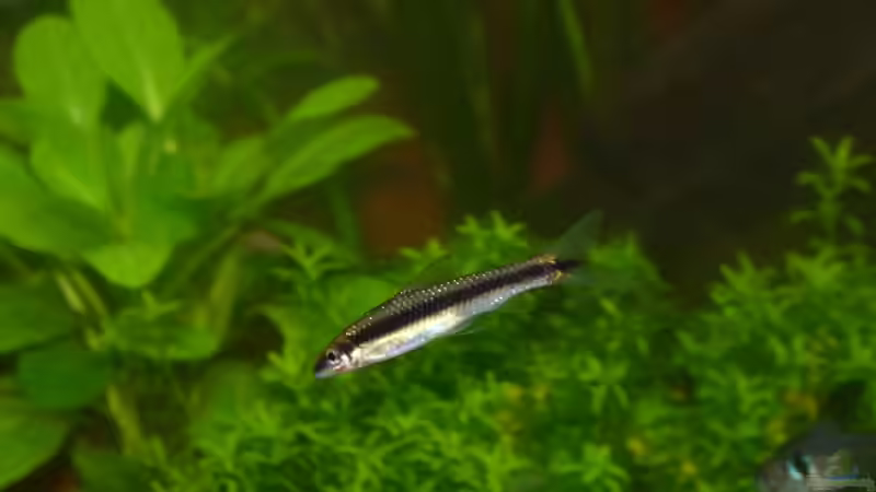 Rüsselbarbe von Mc.Maurer (29)