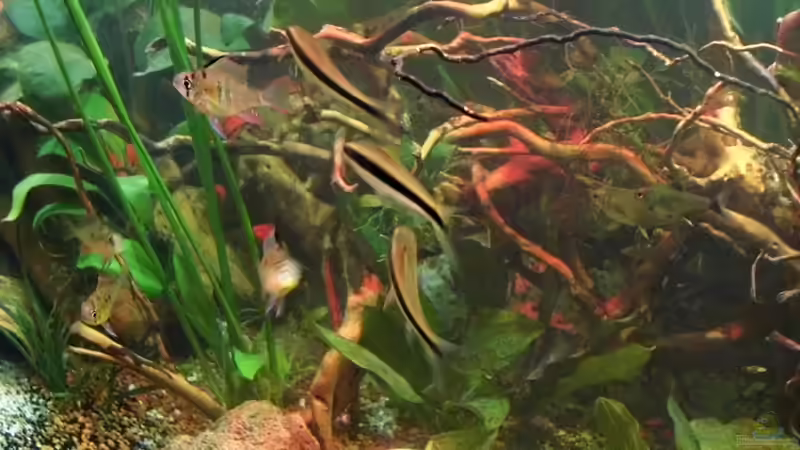 Rüsselbarben und Bolivianische Schmetterlingsbuntbarsche von snooze (62)