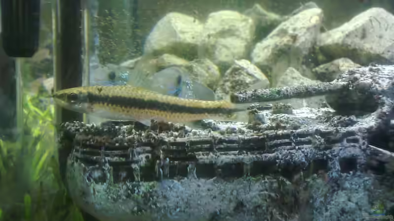 Rüsselbarne von Fischer vom Bodensee (3)