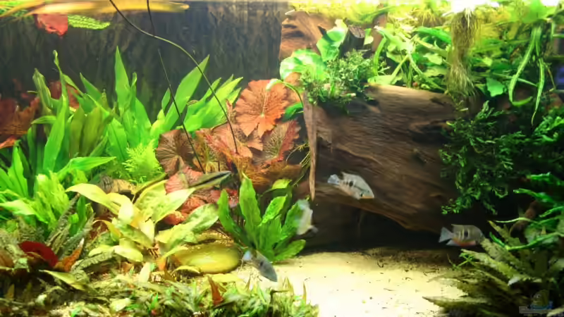 Ruhe- und Tummelplatz vor und unter der Wurzel von Minzi (18)