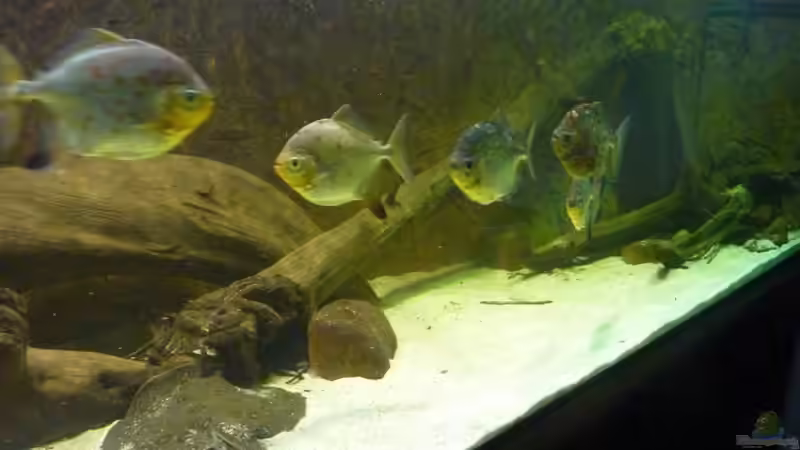 Ruhelose Schwimmer...Myleus rubripinnis luna. von aquazonica (21)