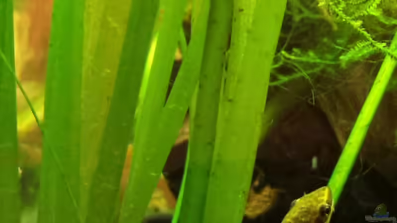 Ruhender Otocinclus von Aquilegia (10)