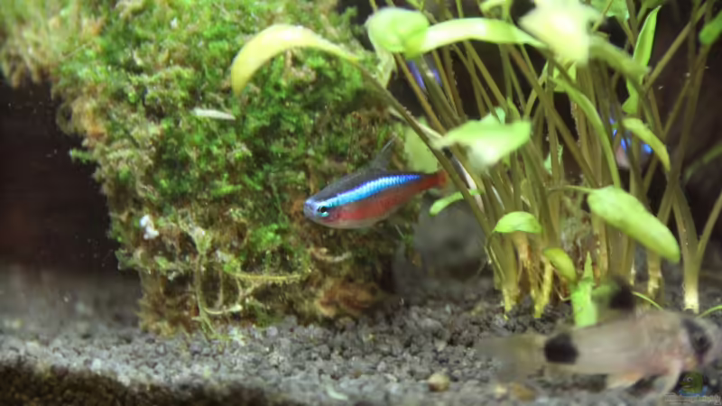 rumwuseln von Domenico W. (14)