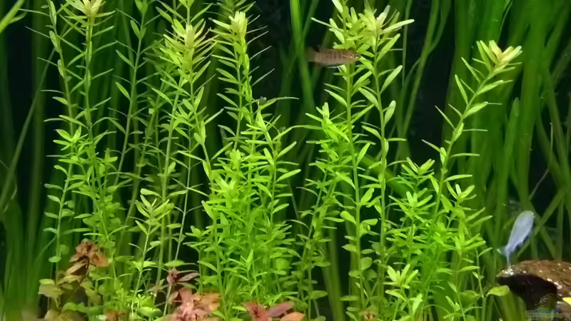 Rundblättrige Rotala, Rotala rotundifolia von Stephy (19)