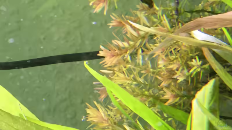 Rundblättrige Rotala von mina (3)