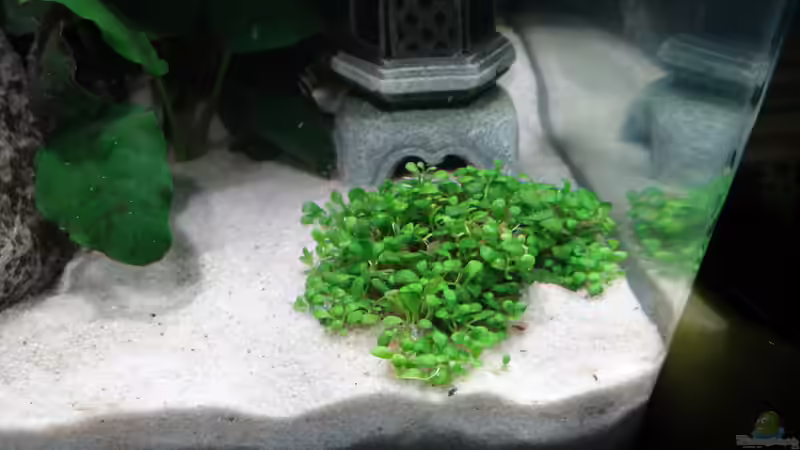 Rundblättriges Perlenkraut von mcfly (53)