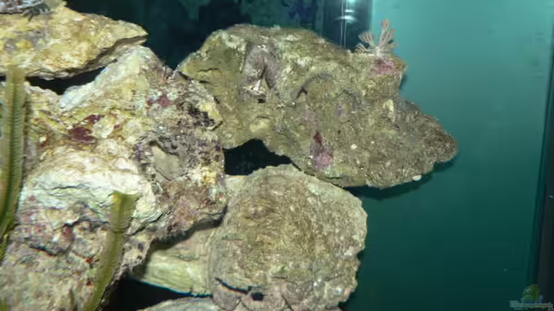 Rundkrabbe, zwischen Einsiedler und Koralle von Zapfenmanderl (15)