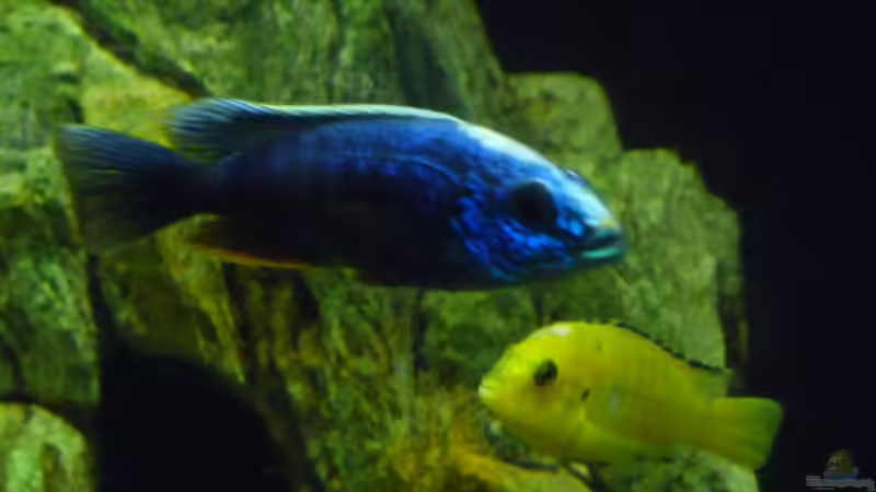 s. Fryeri Bock und Yellow-Bock (der gebissen wird) von malawimimi (13)